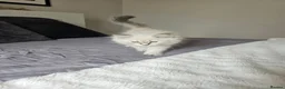 Siberian cats for sale: 2 lovely Siberians left ! - Advert 6
