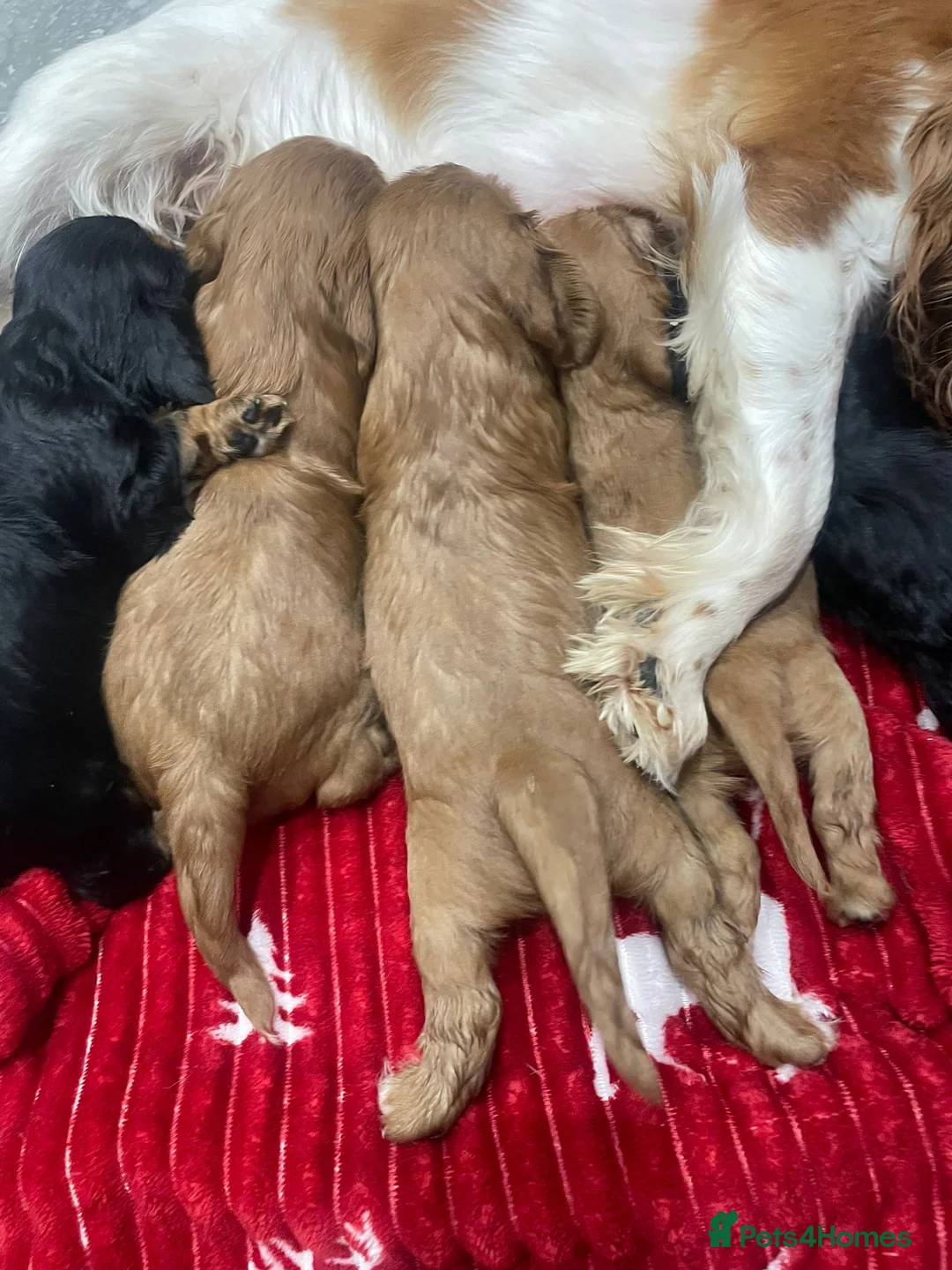 Cavalier King Charles Spaniel dogs for sale: Cavalier King Charles puppies in Peterborough - Advert 2