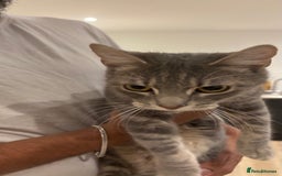 Domestic Shorthair cats for sale: 1 x Male and 1x Female cat - Advert 3