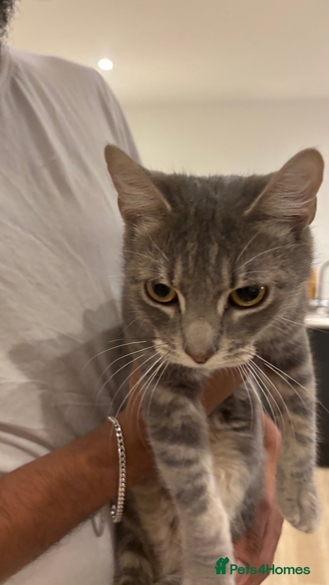 Domestic Shorthair cats for sale: 1 x Male and 1x Female cat - Advert 3