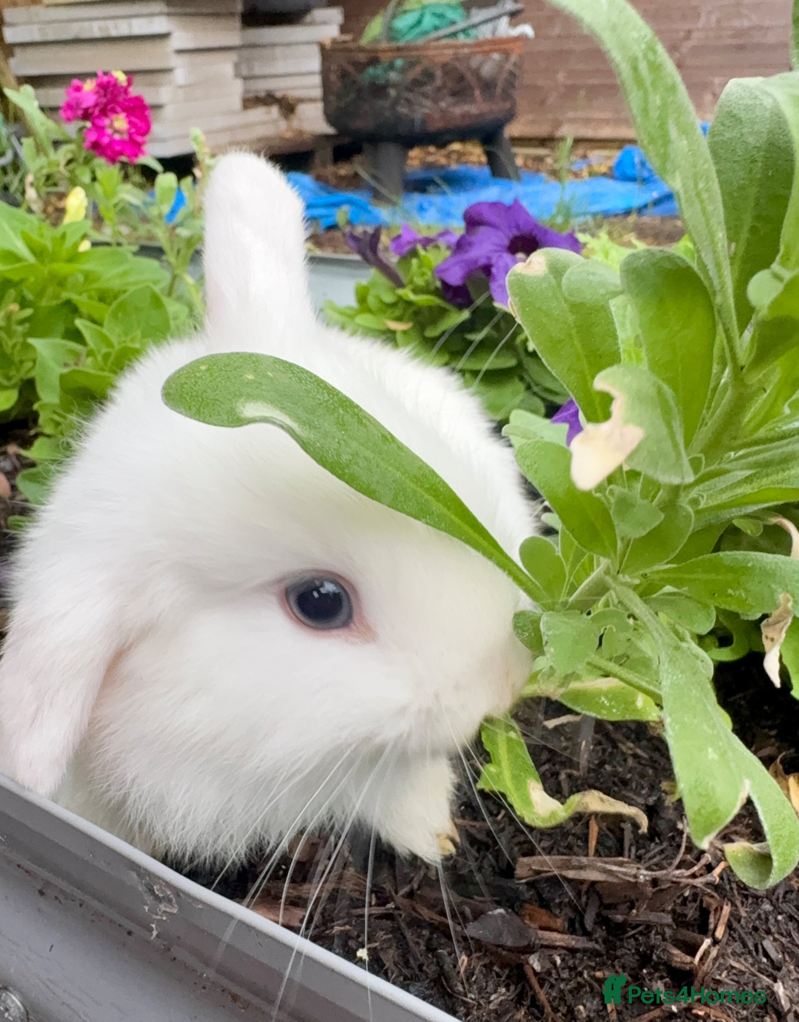 Mixed Breed rabbits Mini lop/lionhead mix breed  - Advert 20