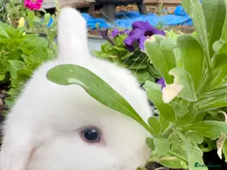 Mixed Breed rabbits Mini lop/lionhead mix breed - Advert 1