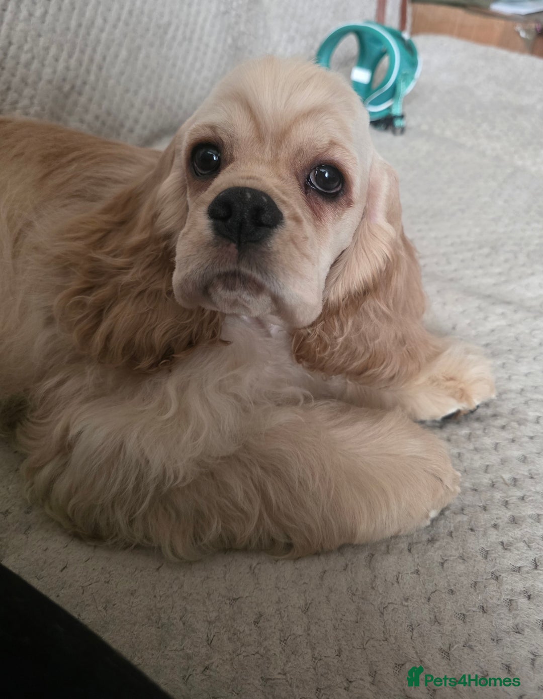 American Cocker Spaniel dogs for sale: Stunning Anerican Cocker spaniels girl - Advert 3