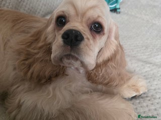 American Cocker Spaniel dogs Stunning Anerican Cocker soanieks puppies - Advert 3