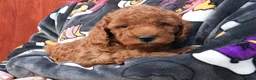 Mixed Breed dogs for sale: 1 RED BOY AVAILABLE TOY X MINIATURE POODLE PUPPIES - Advert 16