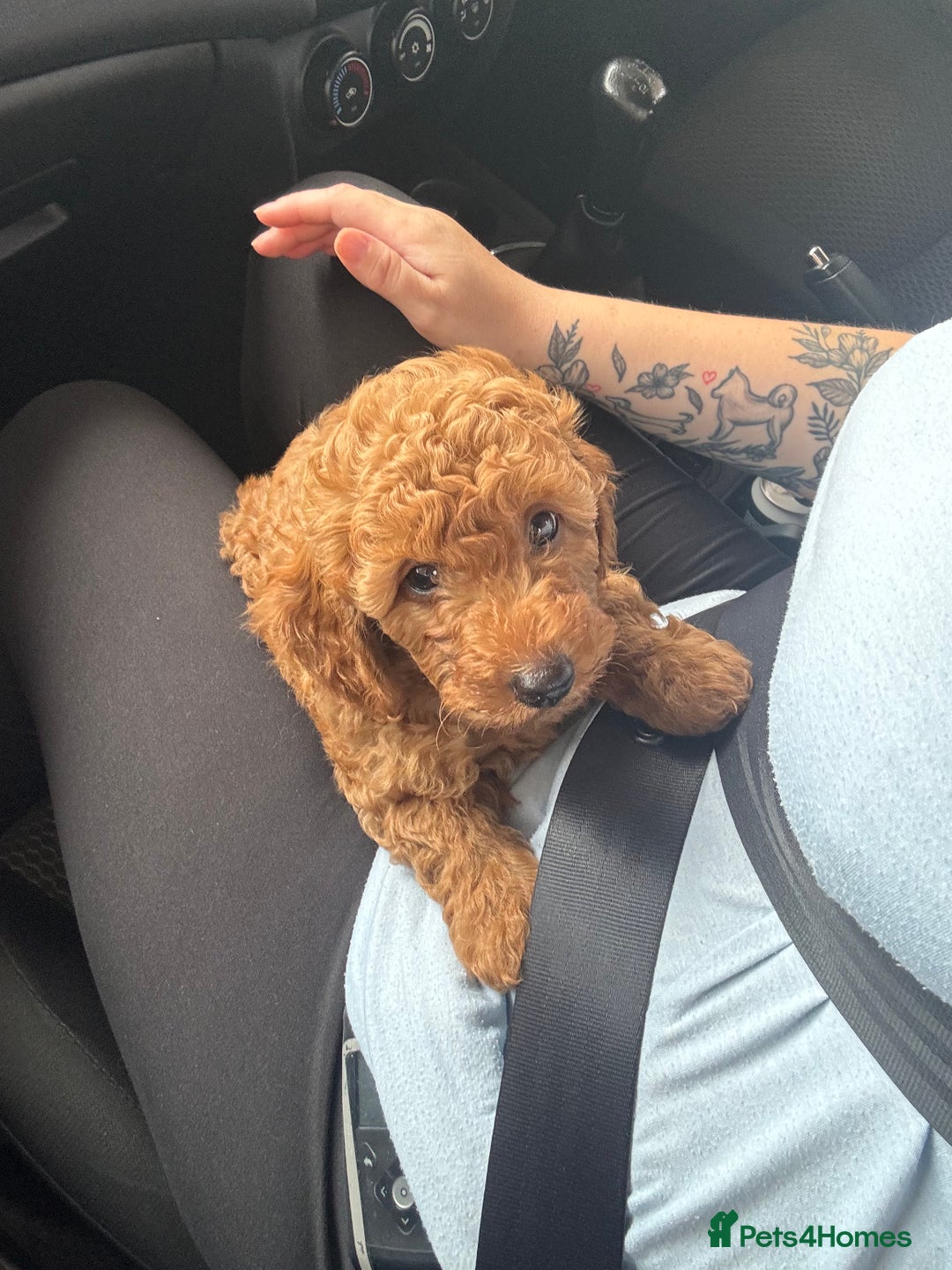 Miniature Poodle dogs for sale: KC miniature poodle  - Image 4