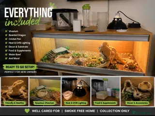 Bearded Dragon reptiles Rocket the bearded dragon😁 - Advert 2
