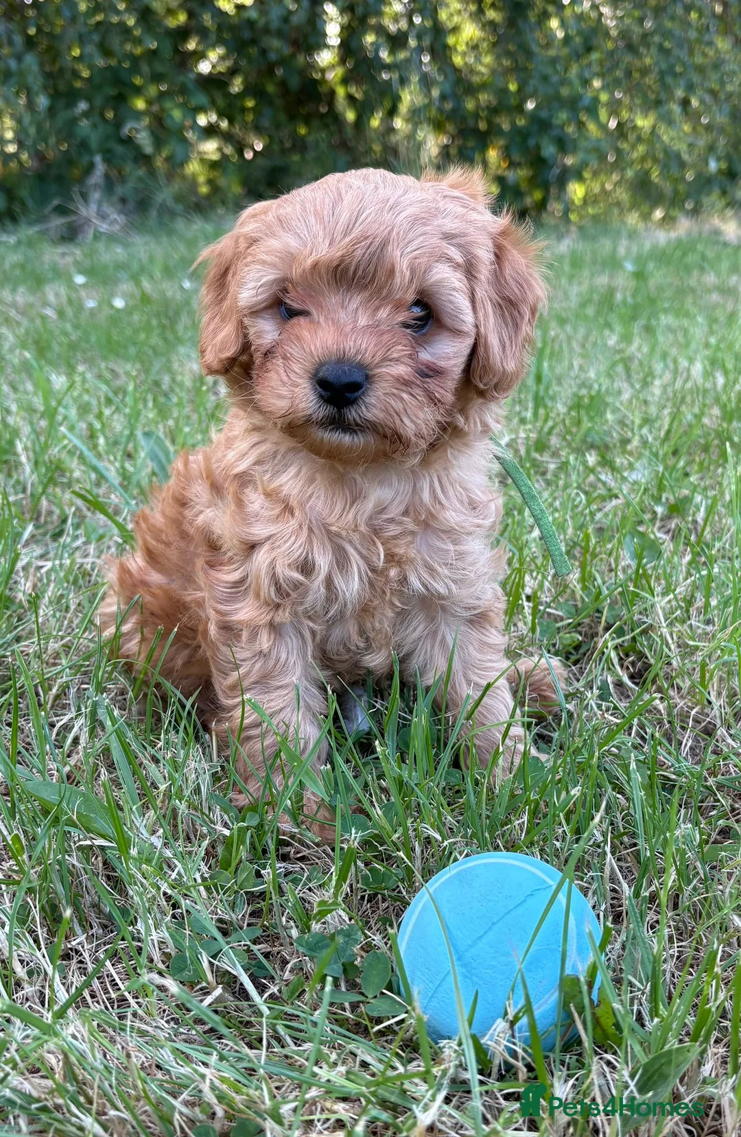 Cavapoo dogs for sale: Cavapoo puppies  - Advert 8