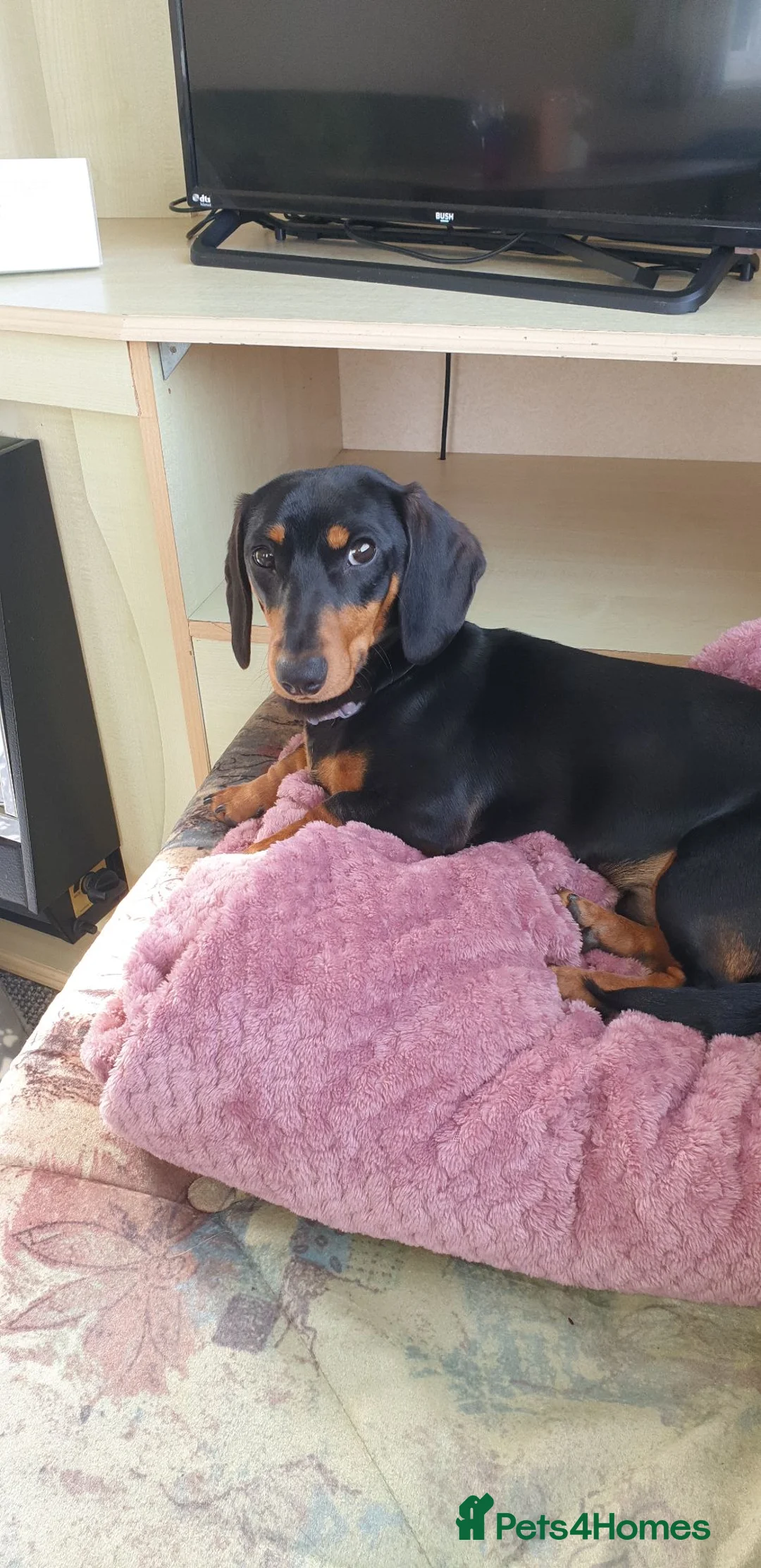 Dachshund dogs for stud:  mini dachshund for stud only in Telford - Advert 2