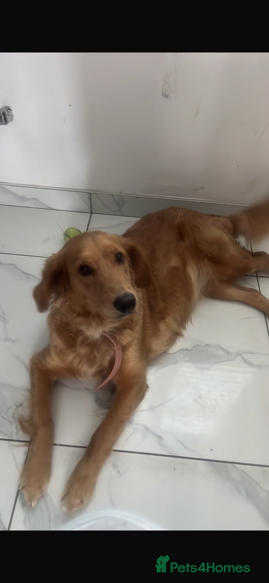 Golden Retriever dogs Stunning golden retriever puppies - Advert 2