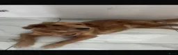 Golden Retriever dogs for sale: Stunning golden retriever puppies - Advert 2