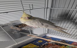 Cockatiels birds for sale: Yellow/white Cockatiel - Image 1