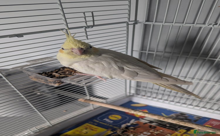 Cockatiels birds - Advert 1