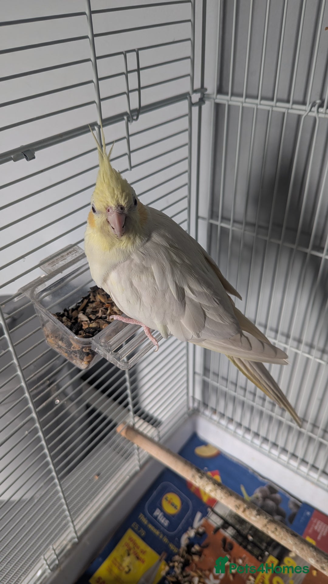 Cockatiels birds for sale: Yellow/white Cockatiel - Image 1