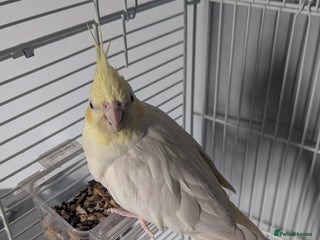 Cockatiels birds - Advert 2