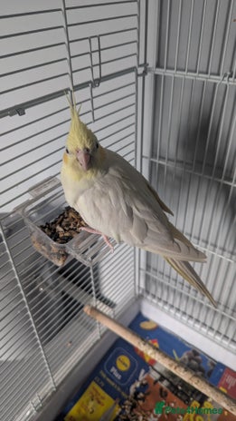 Cockatiels birds - Advert 1