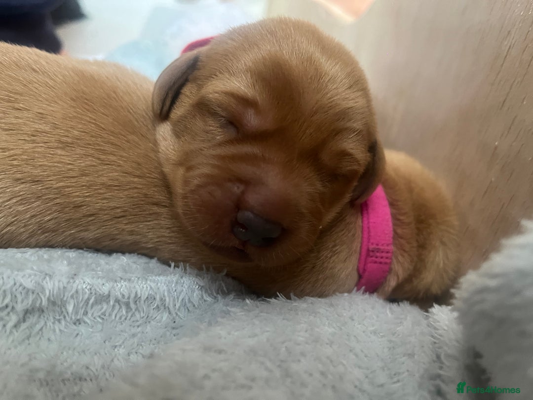 Labrador Retriever dogs for sale: 🌟 5 Star KC Registered FOX RED & YELLOW Labradors - Advert 11