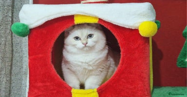 British Shorthair cats Golden British shorthair Pedigree Neutered  - Advert 12