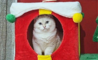 British Shorthair cats Golden British shorthair Pedigree Neutered - Advert 12