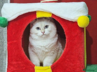 British Shorthair cats Golden British shorthair Pedigree Neutered - Advert 10