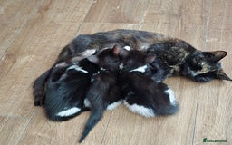 Mixed Breed cats for sale: Adorable black and white kittens - Image 21