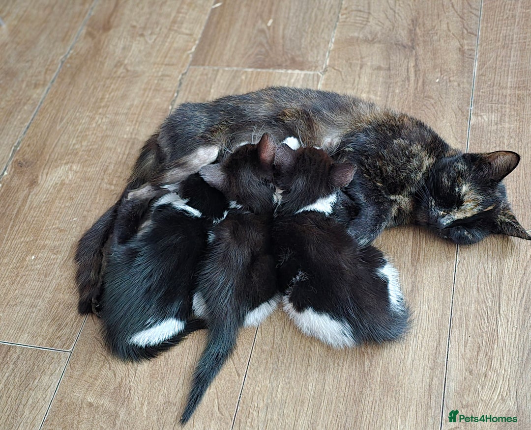Mixed Breed cats for sale: Adorable black and white kittens - Image 21