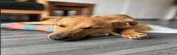 Mixed Breed dogs for adoption: 🐾 Meet Rufus – He Needs a Chance, Not a Kennel 🐾 - Advert 4