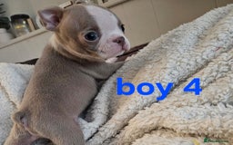 Boston Terrier dogs for sale: Lilac boston babies  - Image 4