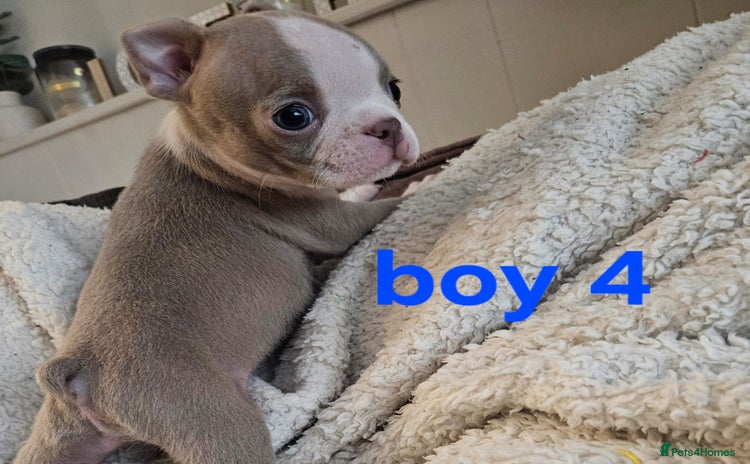 Boston Terrier dogs - Advert 1