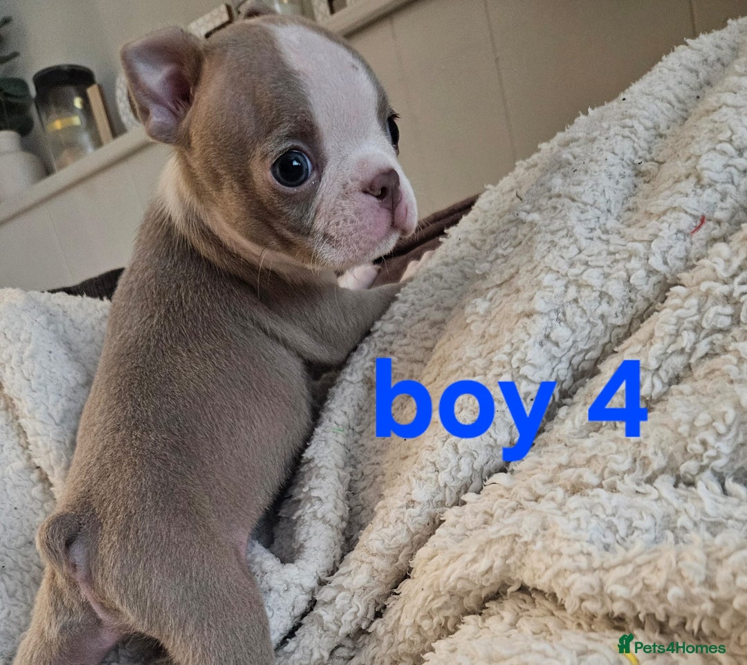 Boston Terrier dogs for sale: Lilac boston babies  - Image 4