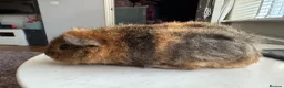 Guinea Pig rodents for sale: Two young male guinea pigs  - Advert 6
