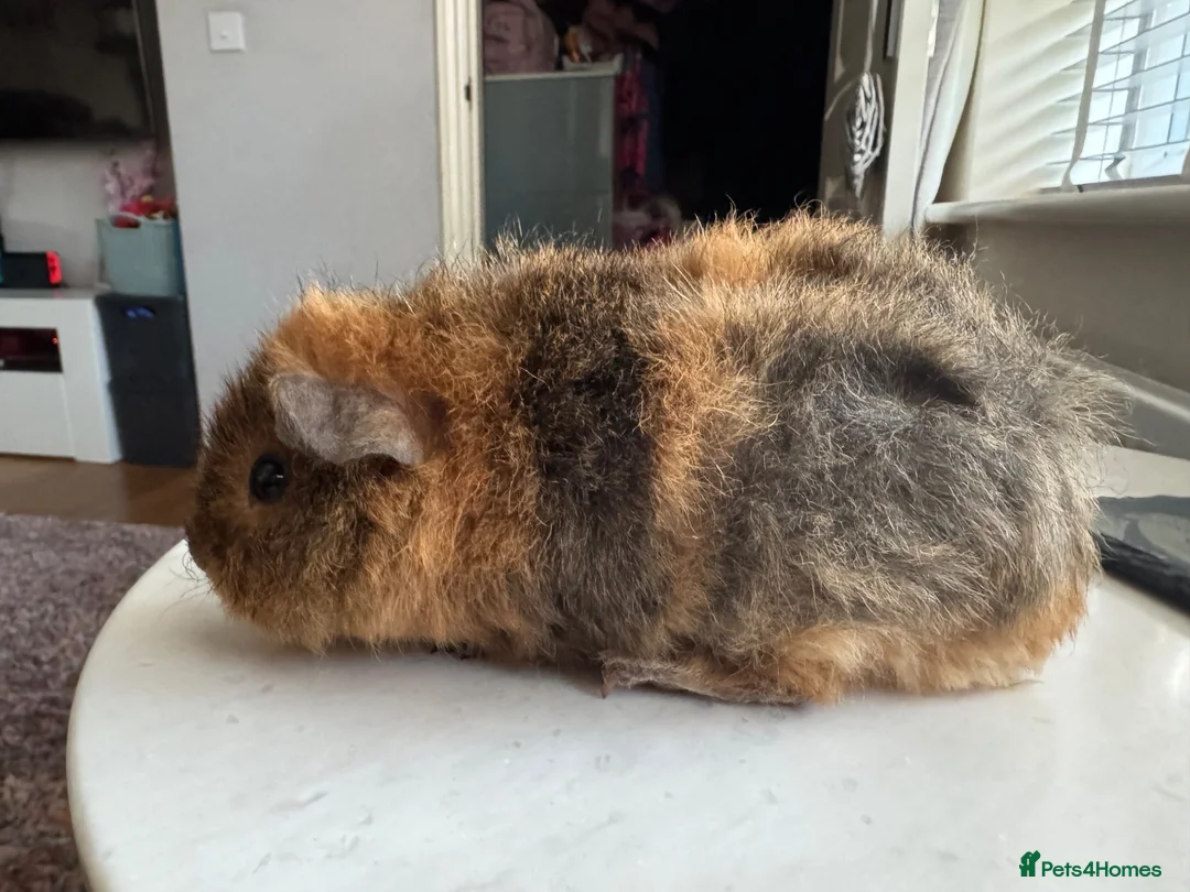 Guinea Pig rodents for sale: Two young male guinea pigs  - Advert 6