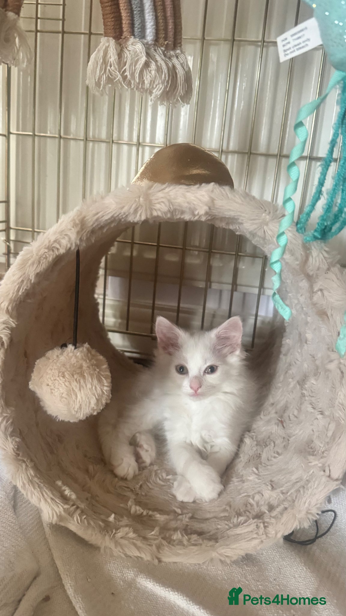 Mixed Breed cats for sale: Beautiful kittens for sale in Canvey Island - Advert 3