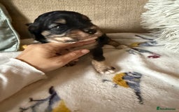 Cavapoo dogs for sale: Beautiful tri f1 toy cavapoo male - Image 4