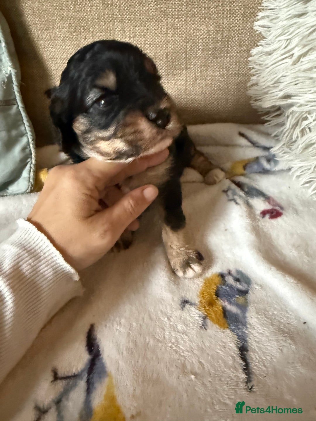 Cavapoo dogs for sale: Beautiful tri f1 toy cavapoo male - Image 4
