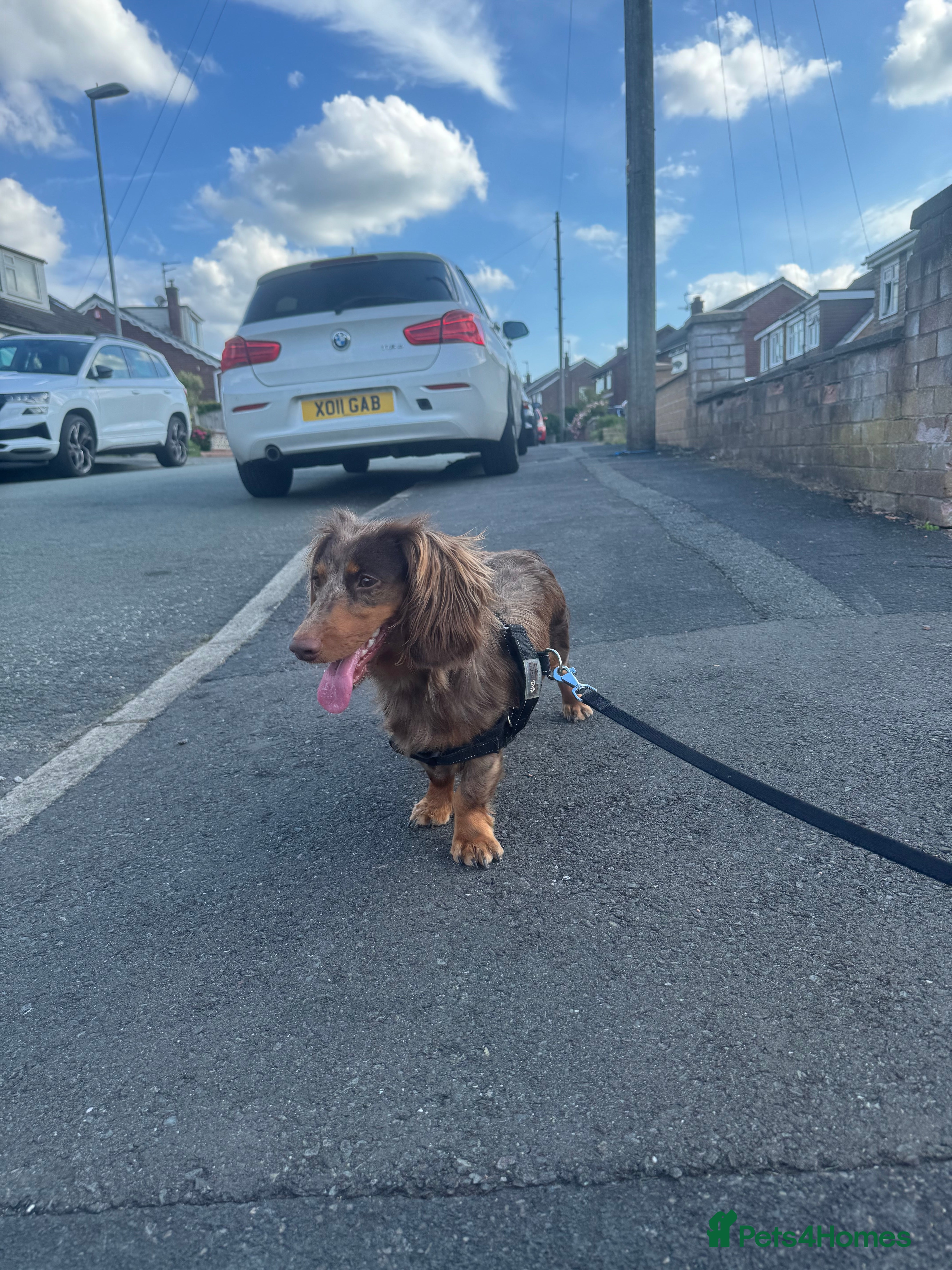 Miniature Dachshund dogs KC REGISTERED LH MIN DASH🐶 - Advert 14