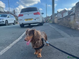 Miniature Dachshund dogs KC REGISTERED LH MIN DASH🐶 - Advert 1