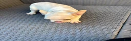 French Bulldog dogs for sale: REDUCED FlOODLE /French bulldogs - Advert 29