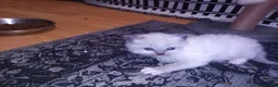 Ragdoll cats for sale: 😸😸Pure Ragdoll kittens😸😸 - Advert 26
