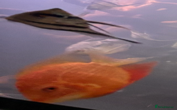 Other/Mixed Breed fish for sale: Large and medium Severums TROPICAL peaceful  - Image 3