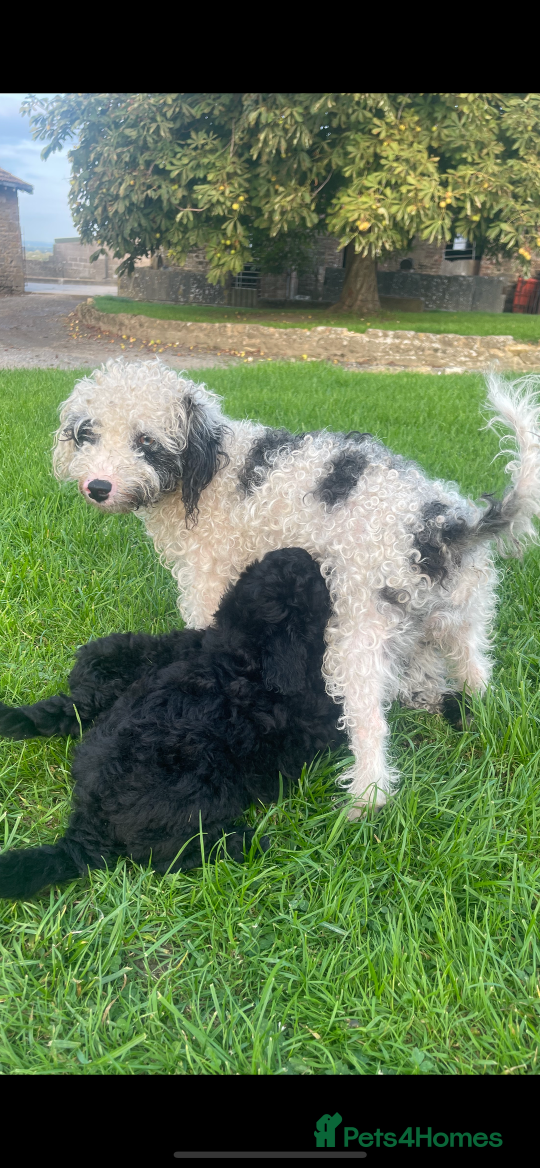Jackapoo dogs for sale: Jackapoo  - Image 16