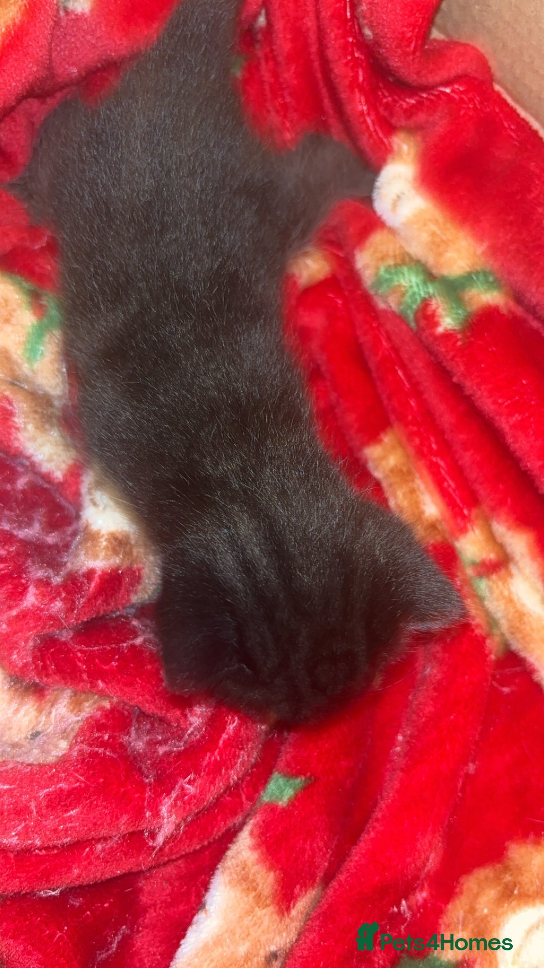 Bengal cats for sale: Bengal kittens  - Advert 15