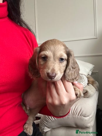 Miniature Dachshund dogs Top quality long haired miniature dachshunds - Advert 3