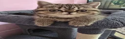 Exotic cats for sale: READY  NOW  GCCF  registered  kittens. - Advert 17
