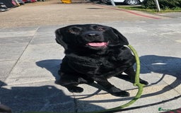 Labrador Retriever dogs for sale: Beautiful litter of kc registered labrador  - Image 3