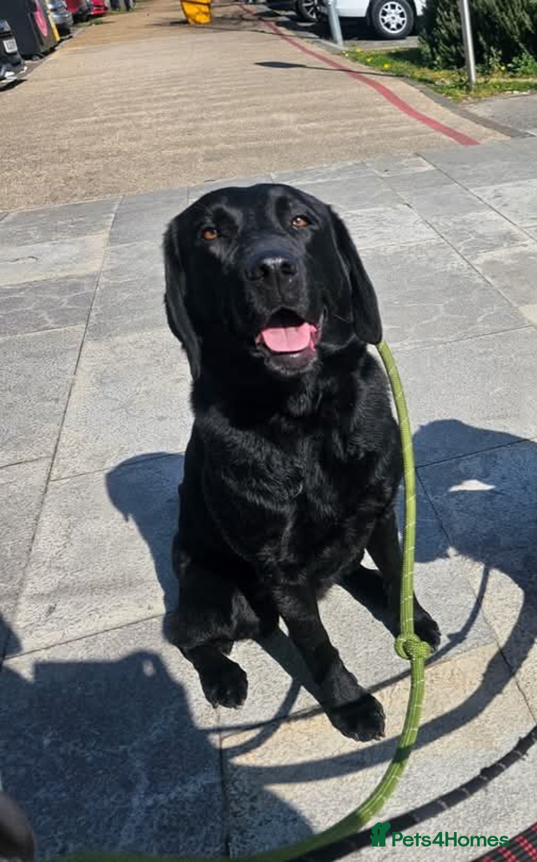 Labrador Retriever dogs for sale: Beautiful litter of kc registered labrador  - Image 3