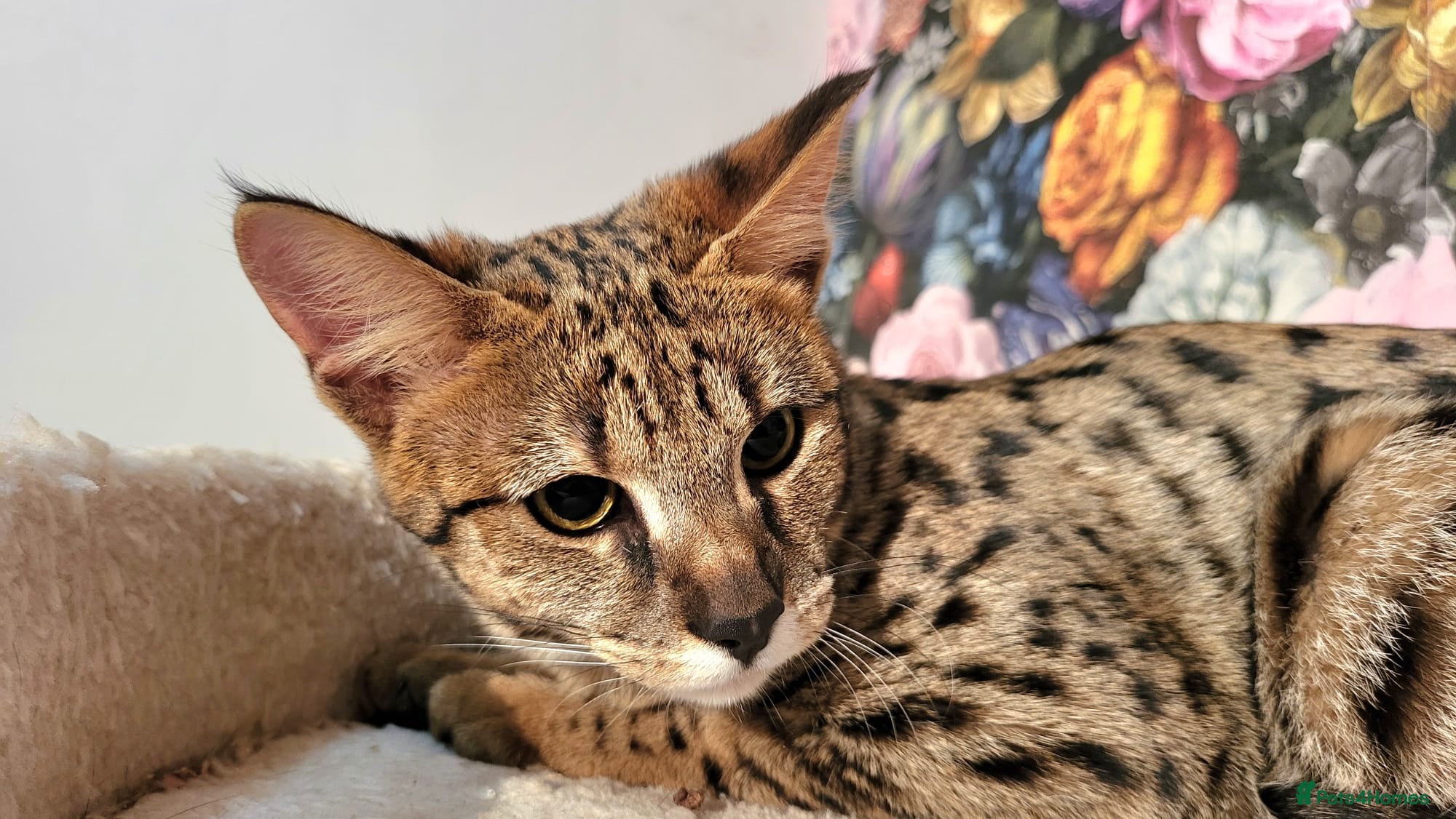 Savannah cats Stunning F2 Savannah girls - Advert 16