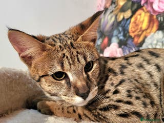 Savannah cats Stunning F2 Savannah girls - Advert 16