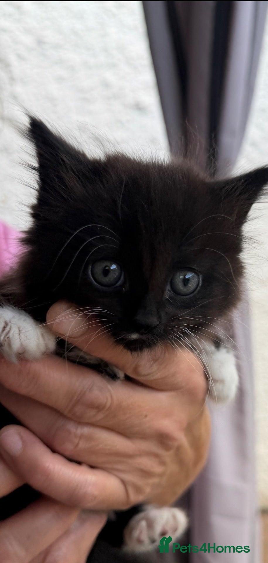 Mixed Breed cats Date of birth 18th August Ready for new home 🏠  - Advert 10