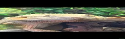 Bearded Dragon reptiles for sale: 1 and a half year old bearded dragon and set up  - Advert 3